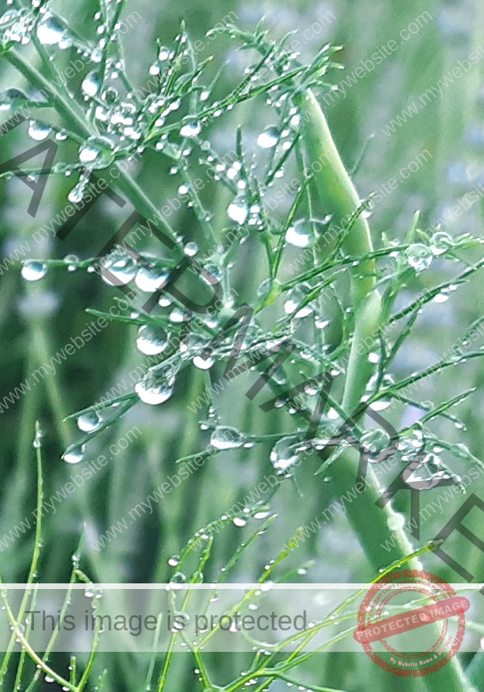 Garten - Fenchel mh1
