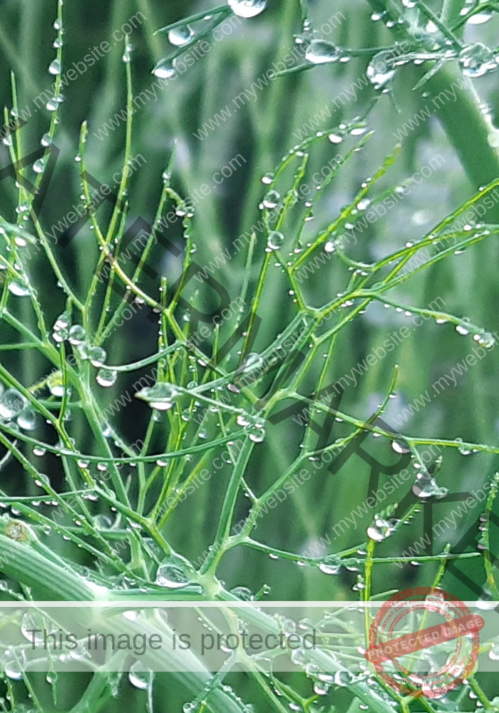 Garten - Fenchel mh2