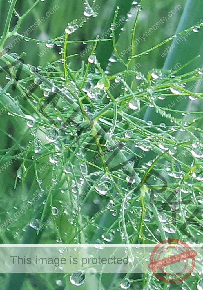 Garten - Fenchel mh4