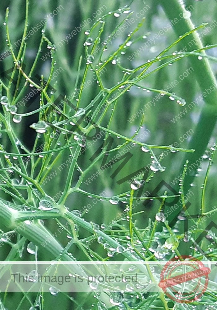 Garten - Fenchel mh5