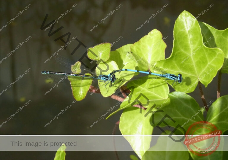 Garten - Tier-Pärchen, Libellen2