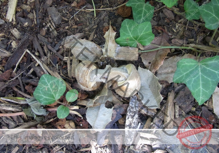 Garten - Tier-Pärchen, Schnecken1