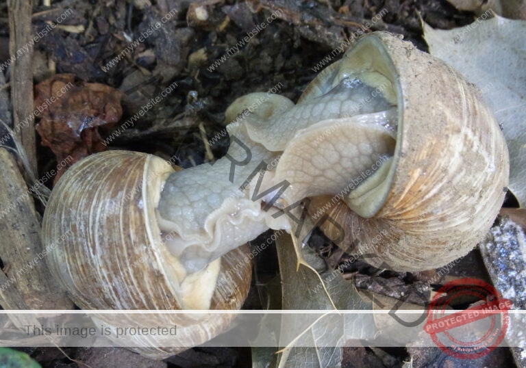 Garten - Tier-Pärchen, Schnecken3