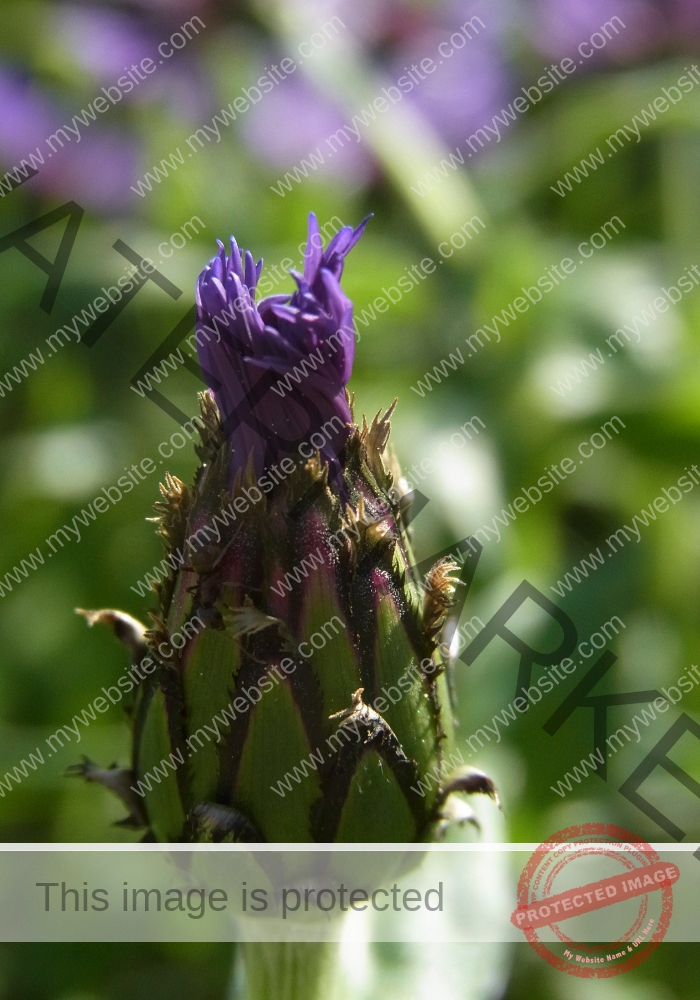 Kornblume 01