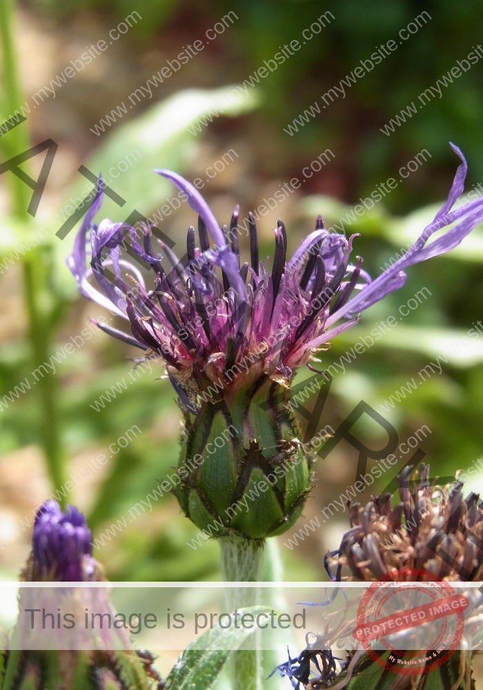 Kornblume 03