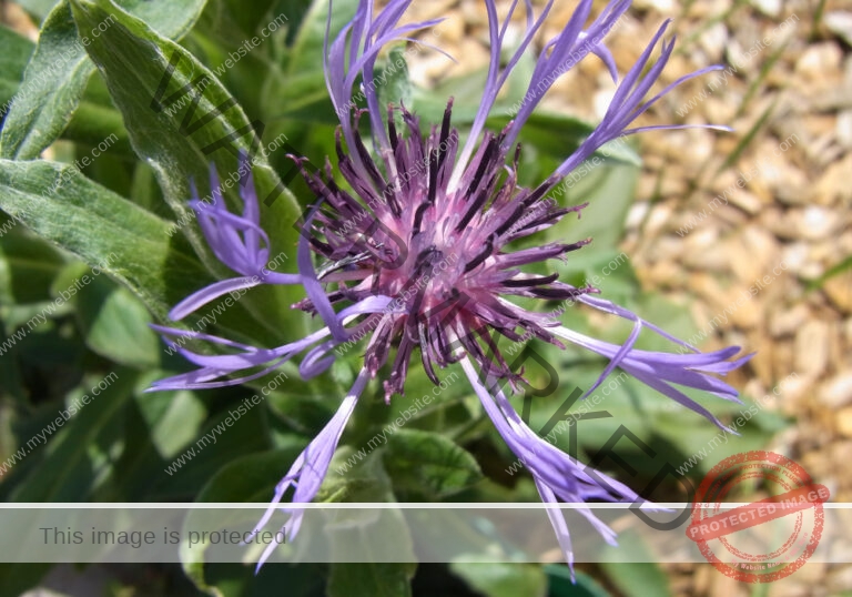 Kornblume 05