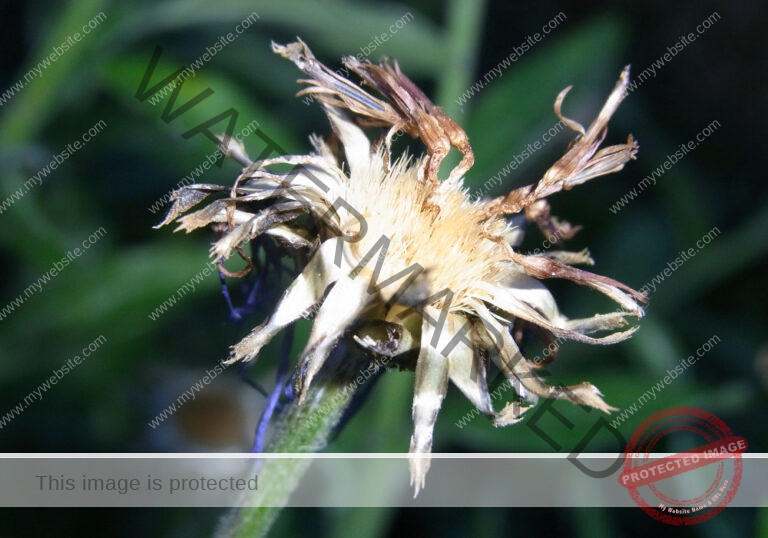Kornblume 10