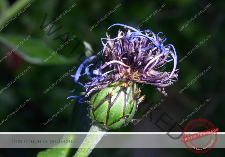 Kornblume 11