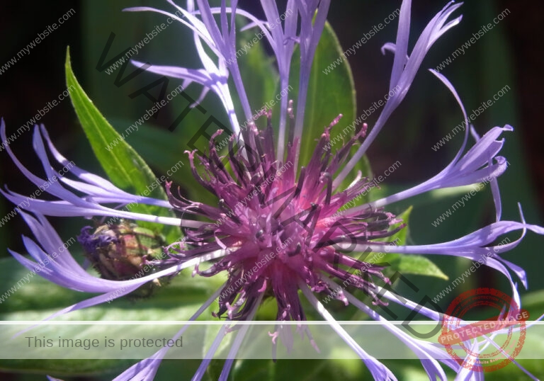 Kornblume 16