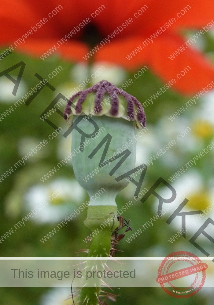 Mohnblume 03