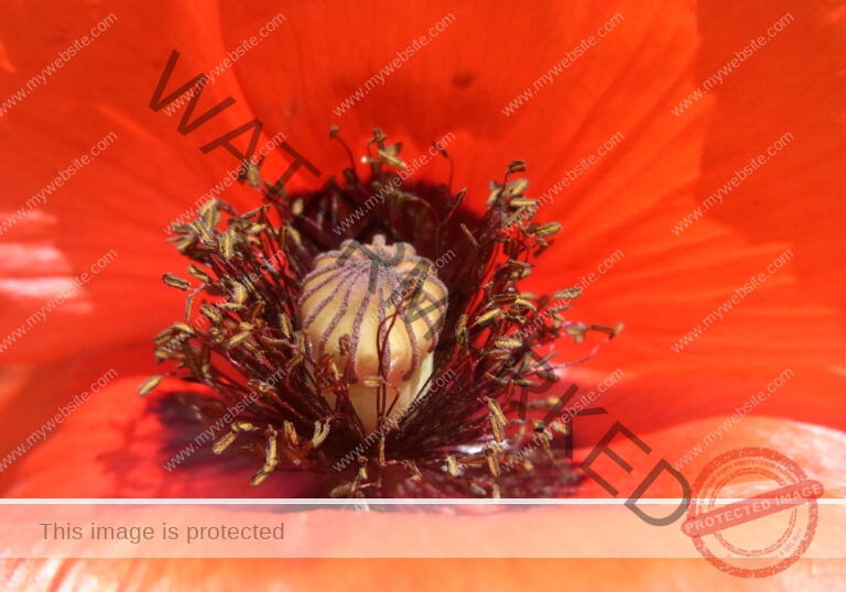 Mohnblume 06