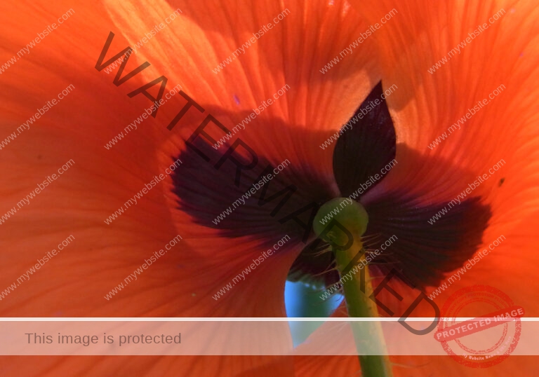 Mohnblume 08