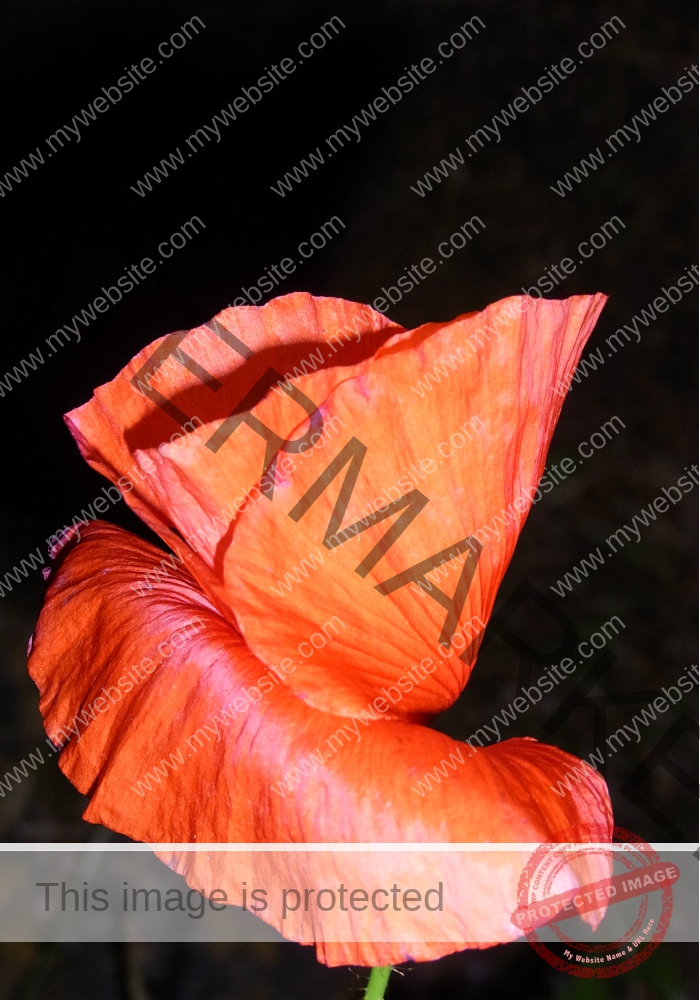 Mohnblume 11