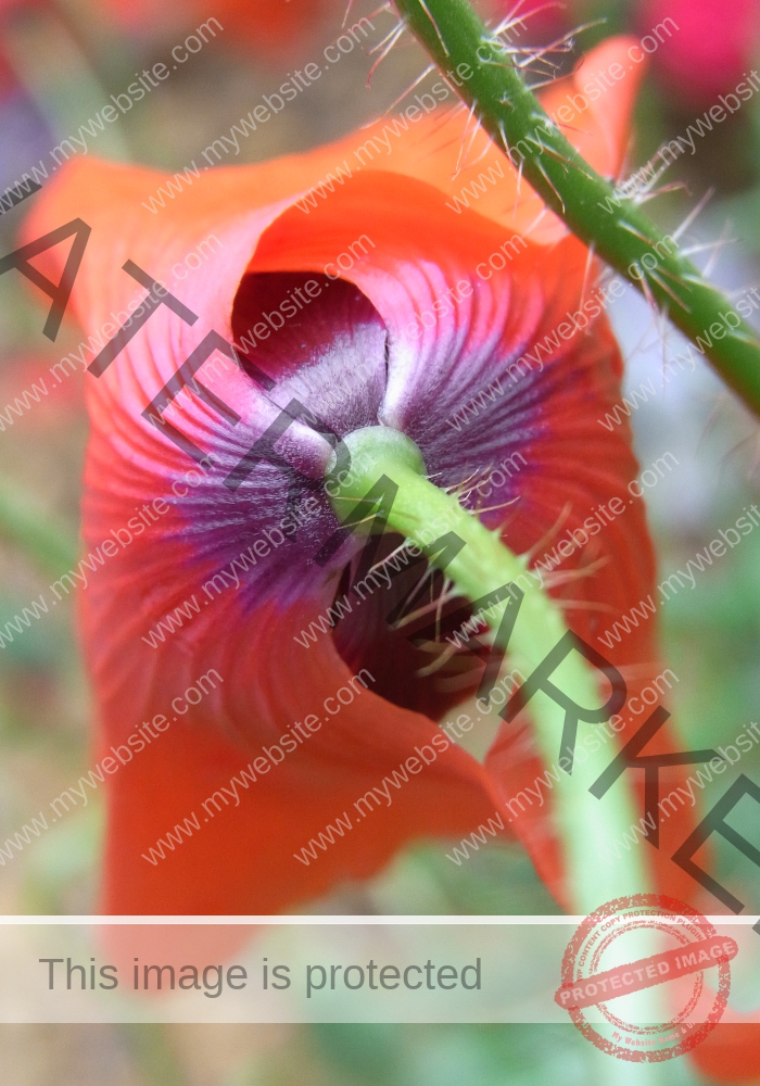Mohnblume 13