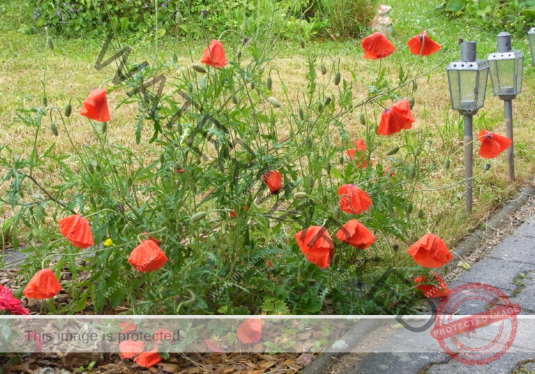 Mohnblume 16