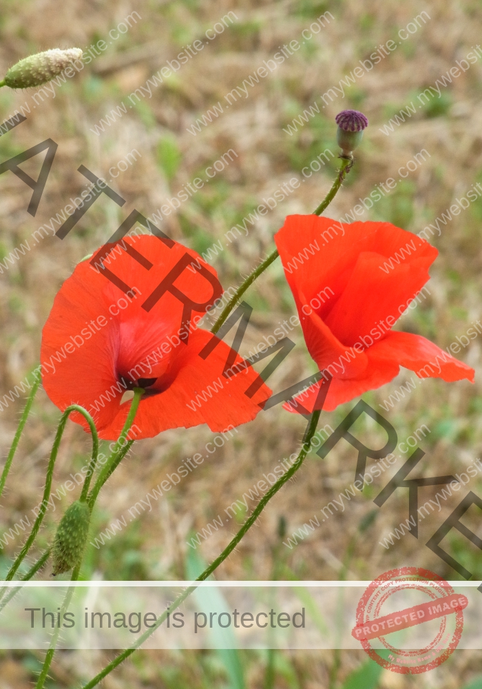 Mohnblume 19