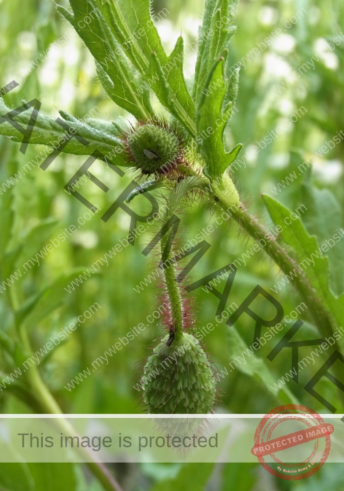 Mohnblume 24