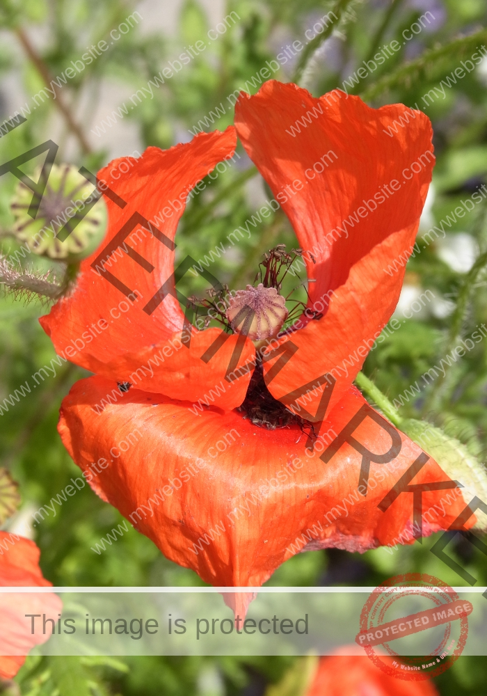 Mohnblume 25