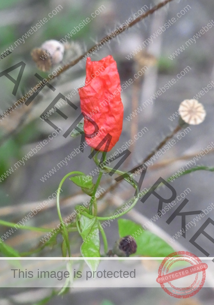 Mohnblume 28