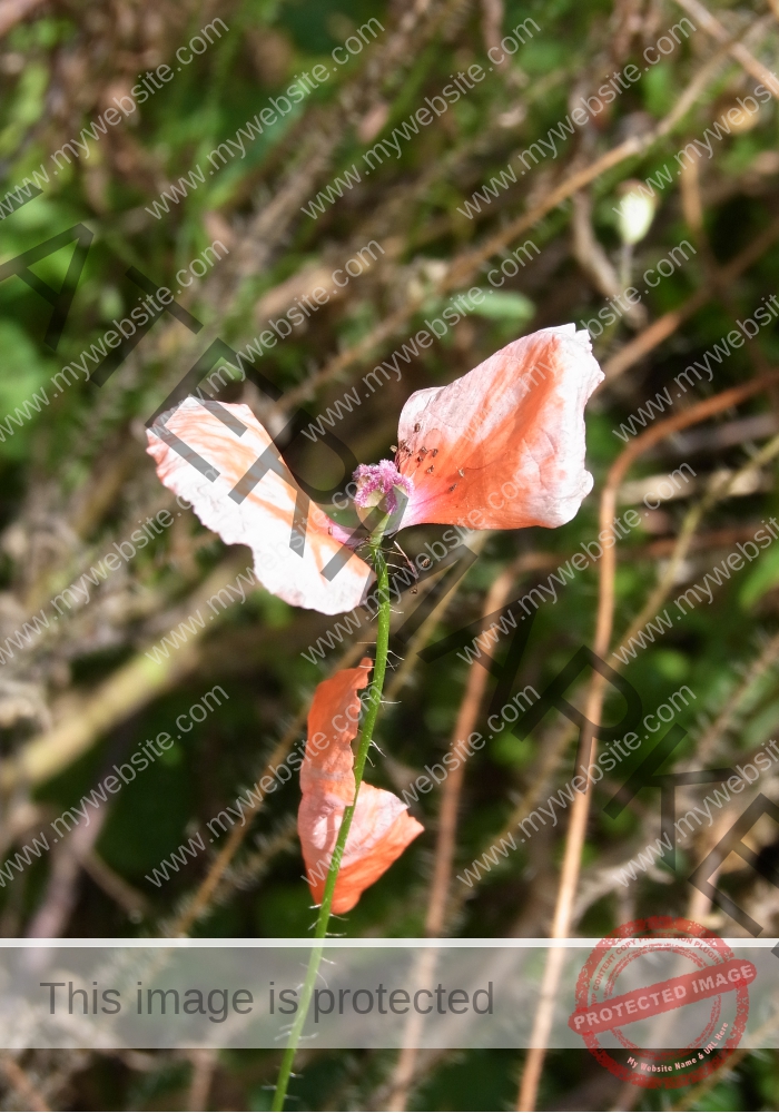Mohnblume 30