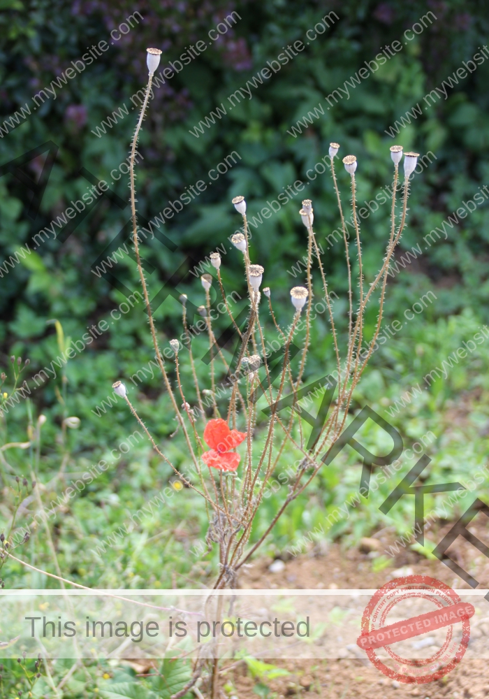 Mohnblume 31