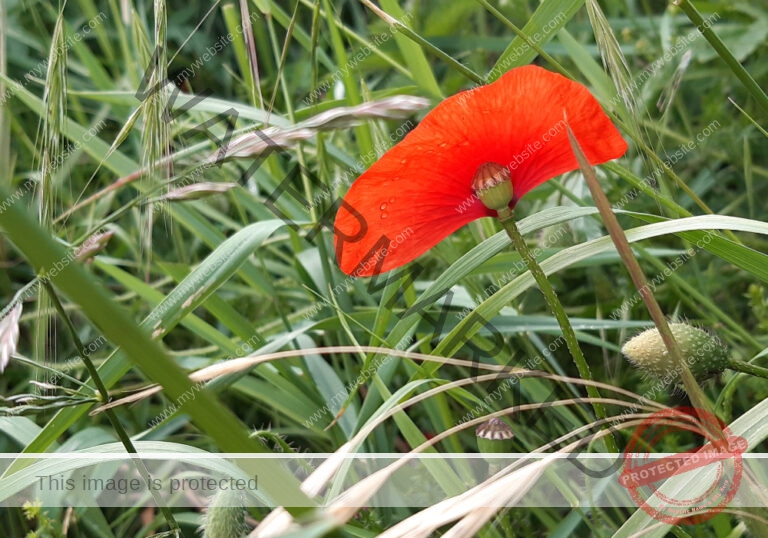Mohnblume 32