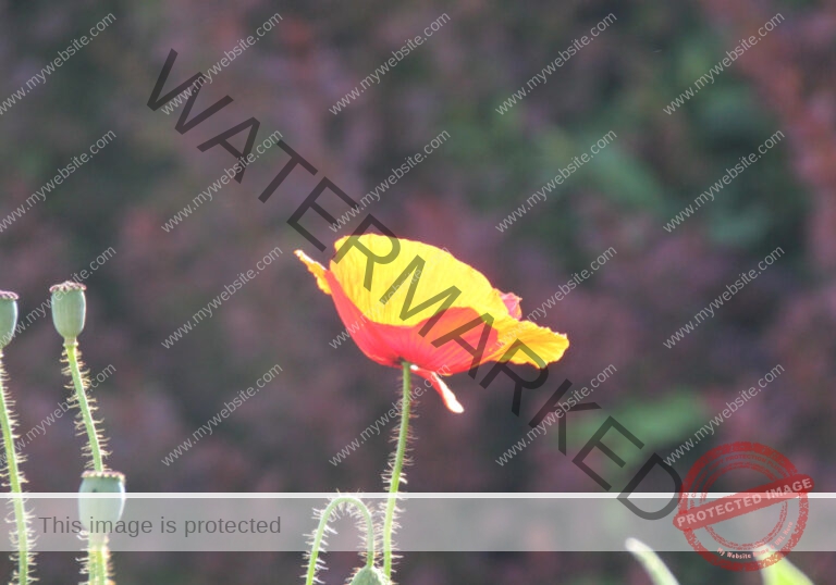 Mohnblume 36