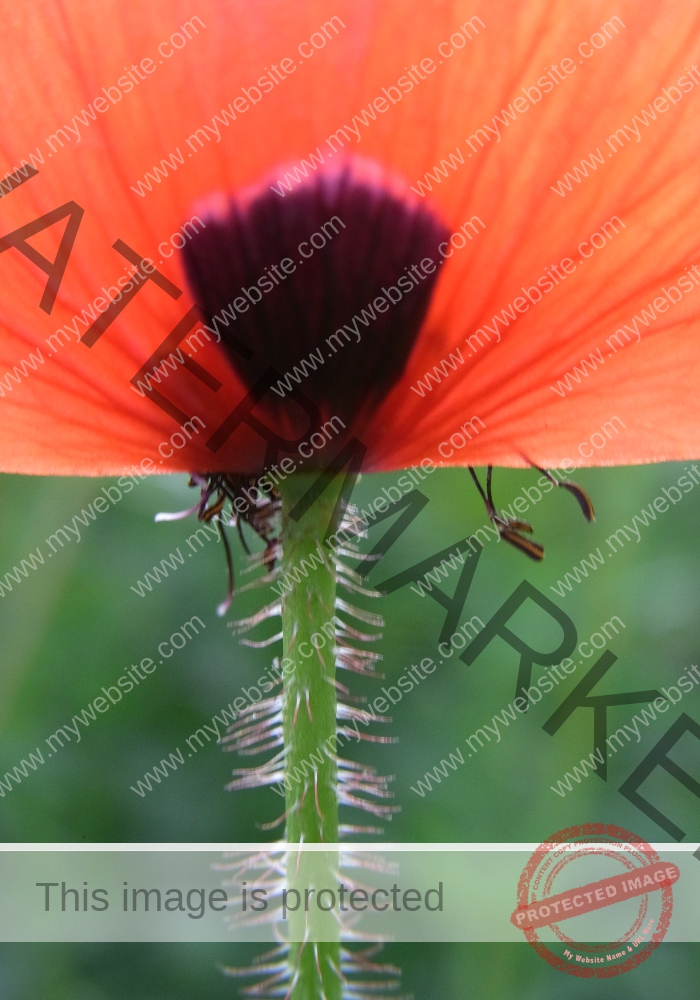 Mohnblume 39