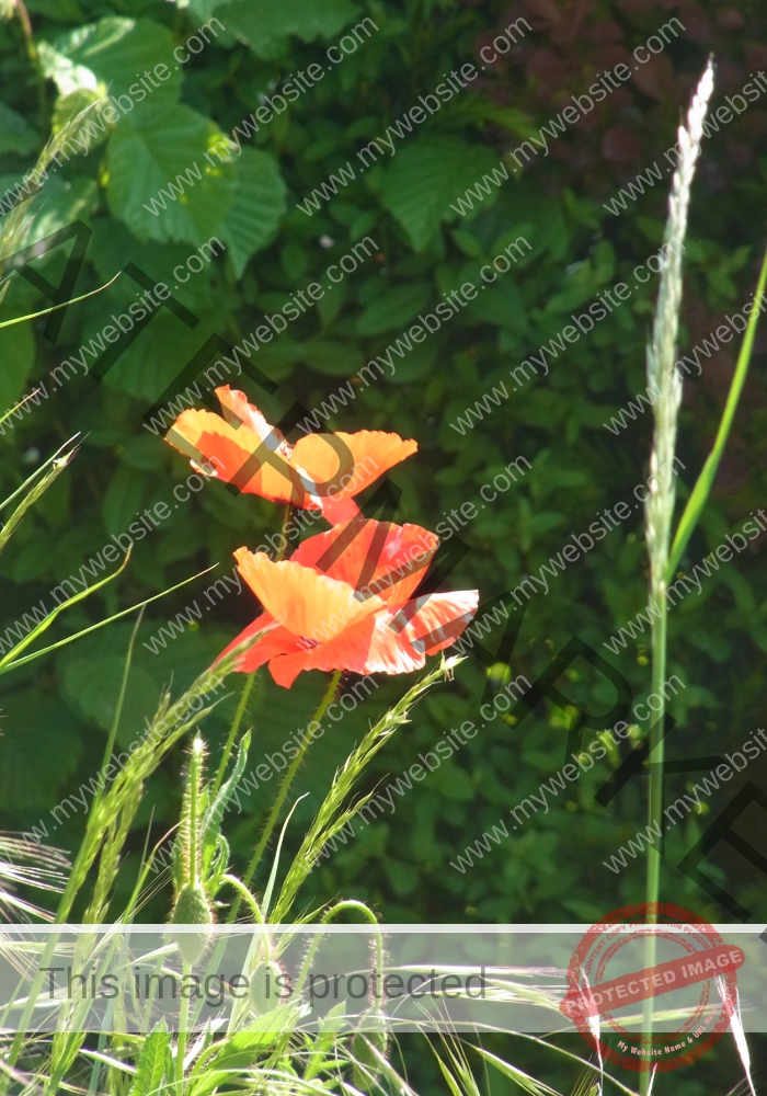 Mohnblume 40