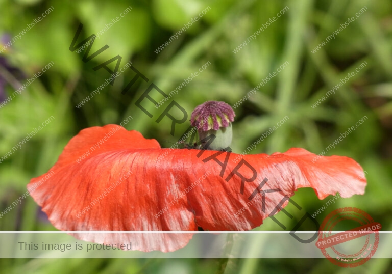 Mohnblume 41