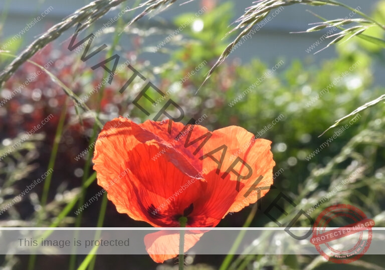 Mohnblume 43