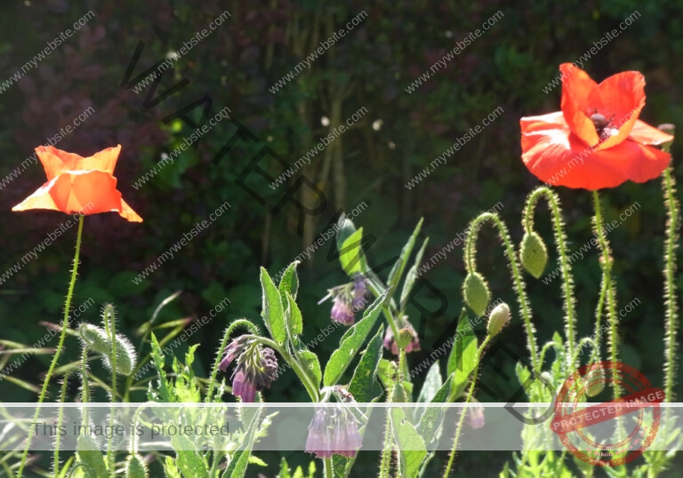 Mohnblume 44