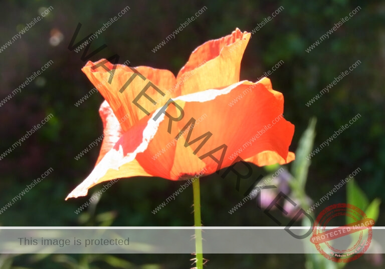Mohnblume 45