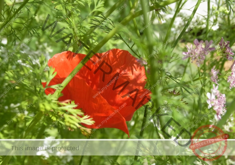 Mohnblume 46