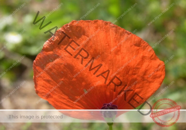 Mohnblume 47
