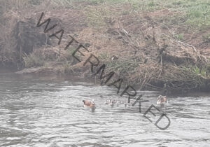 Nilgans-Famile 03