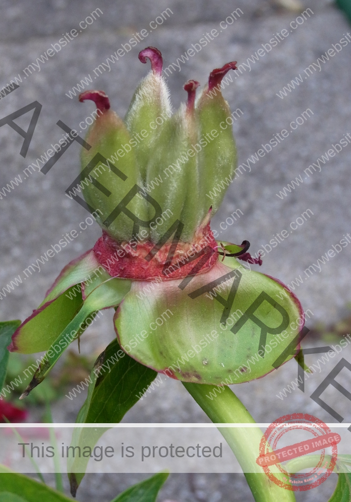 Pfingstrose, rot 07