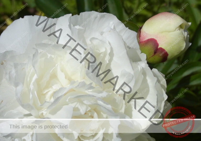 der Blumenwächter kontrolliert
