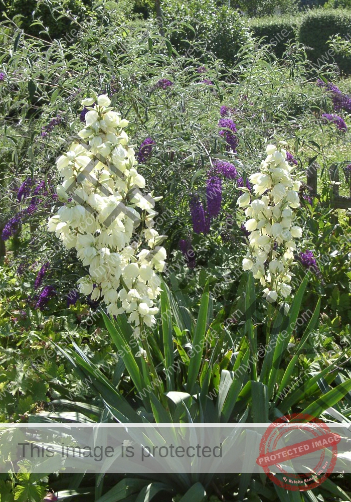 F-Yuca 02