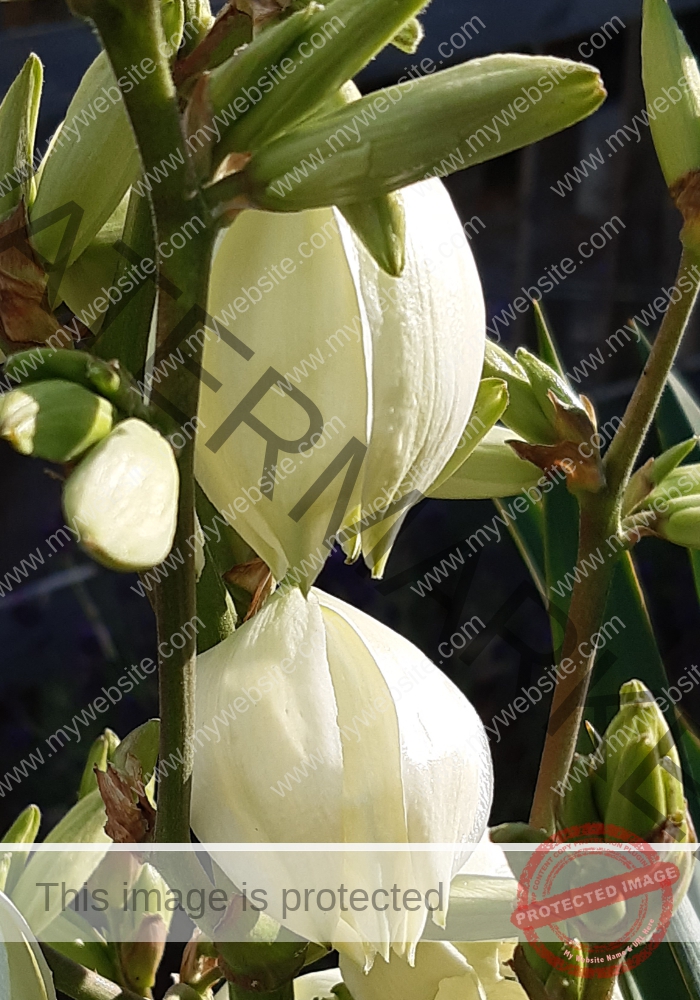 F-Yuca 06