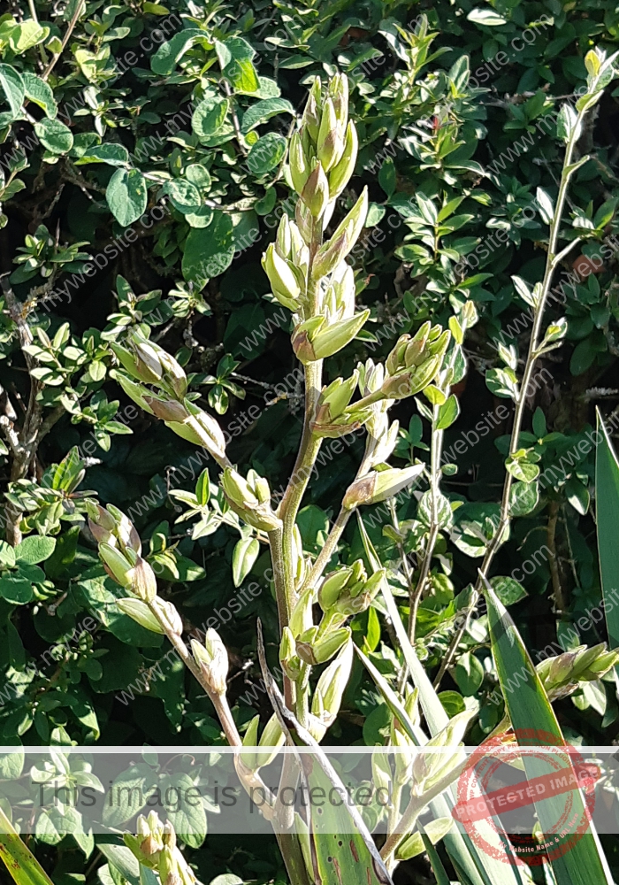 F-Yuca 07