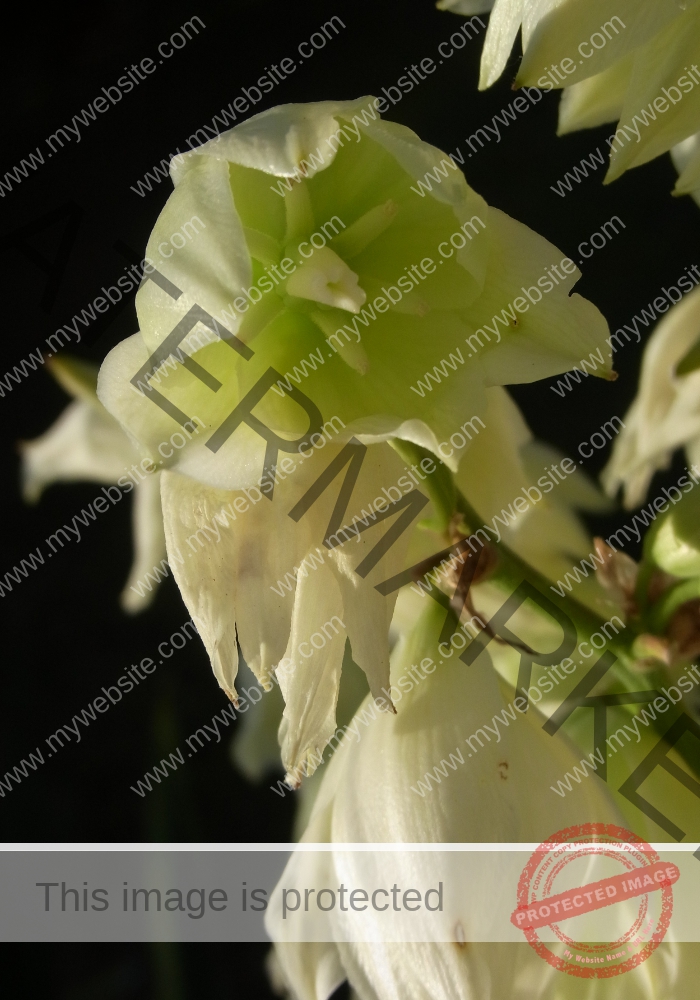 F-Yuca 10