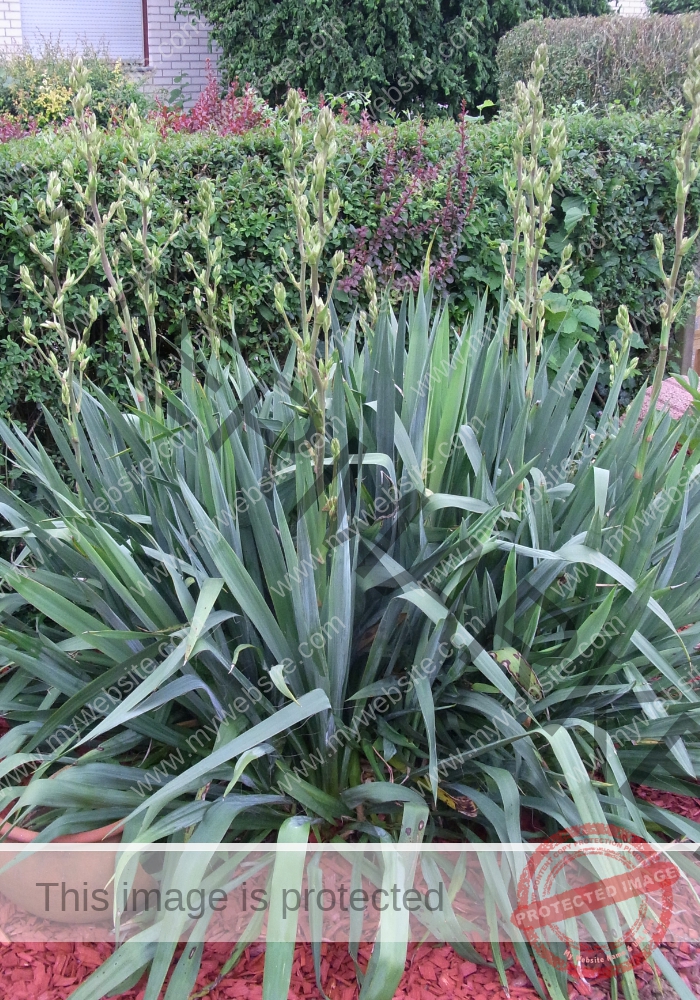 F-Yuca 13