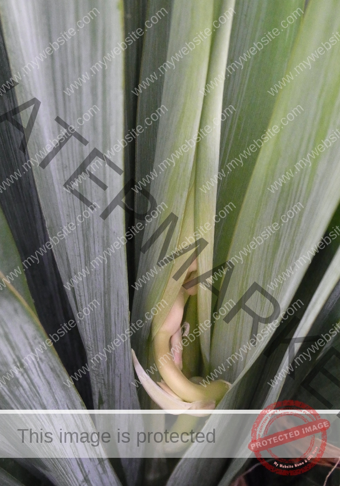 F-Yuca 14