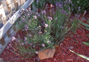 Garten - alle Lavendel 101