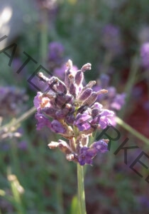 Garten - alle Lavendel 102