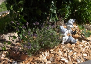 Garten - alle Lavendel 11