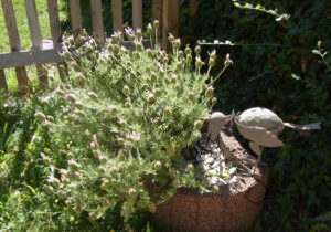Garten - alle Lavendel 21