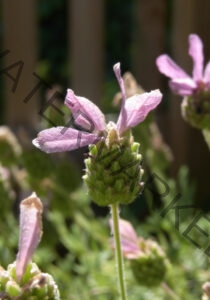 Garten - alle Lavendel 22