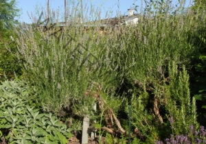 Garten - alle Lavendel 31